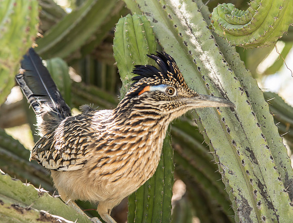Road Runner Guarding Nest