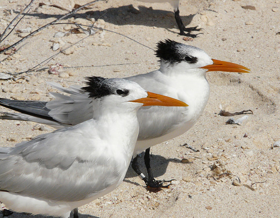 Twin Terns