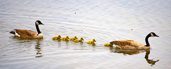 Canadian Goose Family