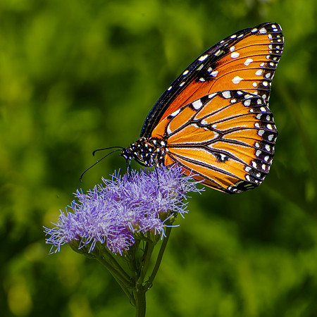 Queen Butterfly