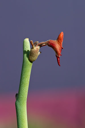 Candelilla