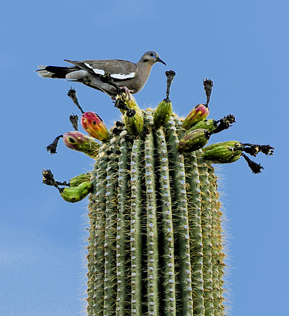 Dove Atop a Saguaro