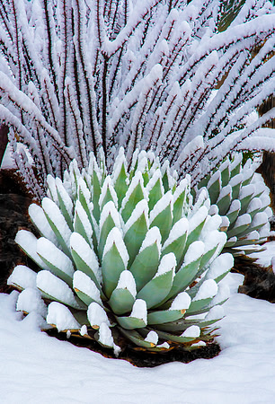 Snowy Agave