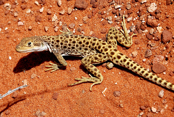 Curious Lizard