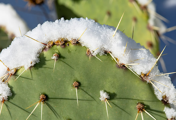 Snowy Prickly Pear