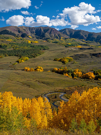 Amazing Aspens